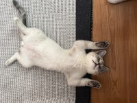 british shorthair kedim evde bebek olduğu için koydum
