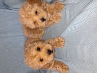 Dünya tatlısı maltipoo bebekler