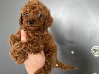 Toy poodle yavrularim orijinal ev üretimi
