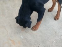 7 AYLIK ROTTWEİLER AŞILARI TAM ÇİPLİ KİMLİKLİ