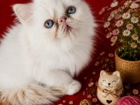 Safkan Exotic Shorthair Bebekler