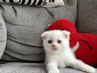 Yavru scottish fold kedilerim