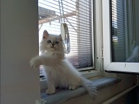 2 AYLIK SAFKAN BRİTİSH LONGHAİR
