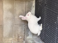 Çok Acil İki Adet Tavşan