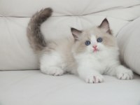 Ragdoll yavruları