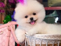 Sağlık Ve Irk Garantili Pomeranian