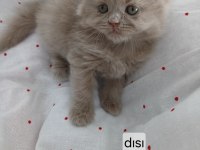 Çikolata fawn ve cinnemon bicolor kedimiz