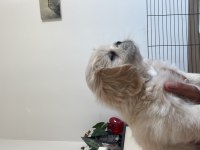 Pamuk pekinez köpekler