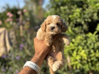 Maltipoo bebeklerimiz