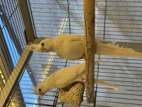1 Yaş Üzeri Damızlık Dişi 2 Albino 1 Lutino Sultan
