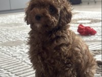 Kore poodle oğlum yeni yuvasına gitmeye hazır