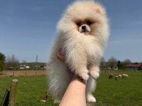 Pomeranian Yavrularımız Teslime Hazır