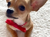 Chihuahua 8 aylık erkek