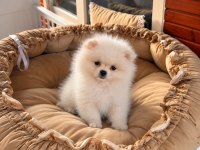 Show Class Pomeranian Boo 