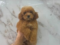 MALTİPOO YAVRULARIMIZ