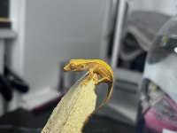 Crested Gecko Sahiplendirme