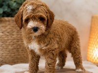 Poodle Ayarında Maltipoo