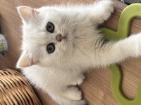 Adana British Shorthair Yavru