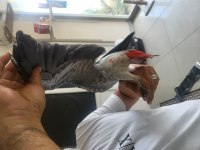 6 aylık bebek jako foktor