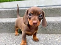 Kahverengi Dachshund Sosis Köpek Yavrular