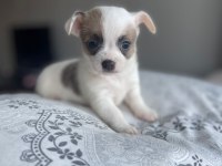 Mavi gözlü özel chihuahua istanbul