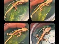 CRESTED GECKO YAVRULAR