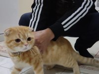 Köpek takaslı scottish fold