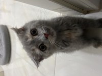 Scottish fold yavru