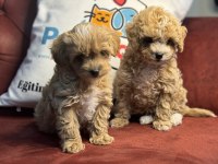 Ultra kalite maltipoo yavrularımız aşılı pasaportlu
