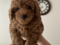 Sağlıklı Toy Poodle Yavrularımız