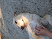 LABRADOR KÖPEĞİMİZİ SAHİPLENDİRME