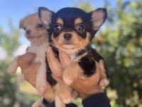 Teacup Chihuahua dişi yavrularımız @petclubadanaa