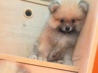 İzmir'de Uygun Pomeranian Boo Yavrular