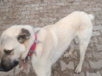 Orjinal kangal sürü köpeği