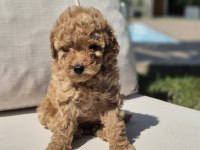 Poodle Çıftliğinden Red Brown Toy Poodle Bebeklerimiz 