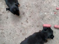 Pinscher minyatür köpeğimiz
