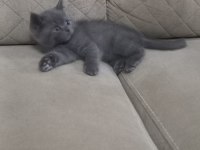 British shorthair kedimize yeni yuva aranıyor