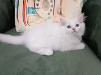 British longhair