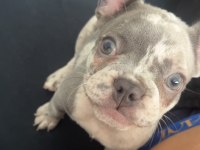 Merle French Bulldog