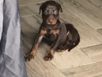 Kızıl Doberman Yavruları