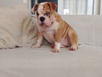 ORİJİNAL IRK ENGLİSH BULLDOG BEBEKLERİM
