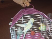 Toplu muhabbet kuşu 2 erkek ve 2 dişi