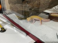 Gecko Dişi Kertenkele Kırmızı Gözlü