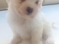 Dişi 50 günlük terrier