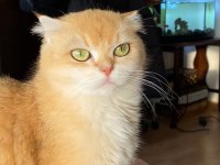 Full şecereli golden ny12 scottish fold oğlumuz