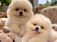 Pomeranian Boo 