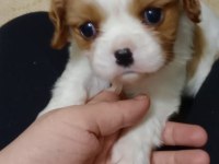 3 aylık erkek bebek king charles