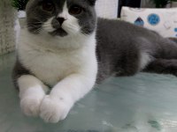 Güzel kedimize acil yeni sahip arıyoruz