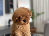 Teacup Erkek Toy Poodle Yavrumuz Yeni Ailesini Aramakta