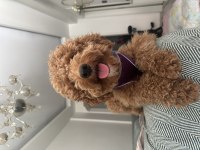Çiftleştirme İlanı Poodle